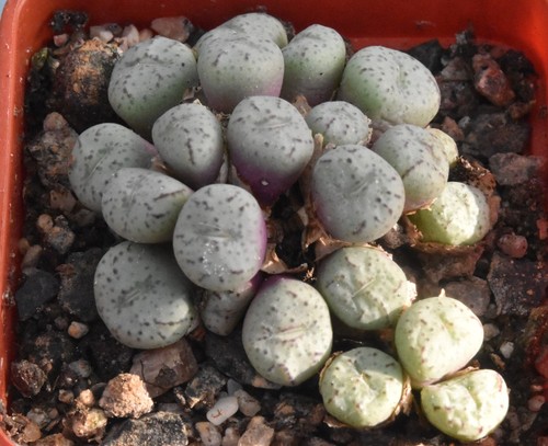 Conophytum minimum ajy 2037 - conophytum,
