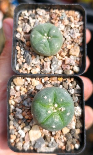 Ariocarpus willi - ariocarpus,