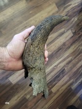 Historic Bison horn core