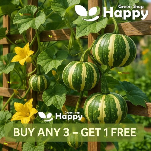 Gourd flat striped 15 - striped, seeds