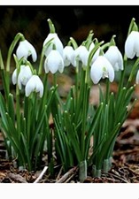 Snowdrop Bulbs  Live Plants