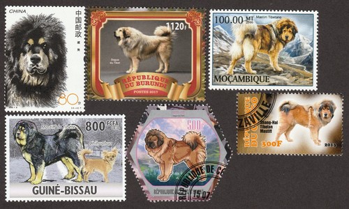 Tibetan mastiff int - **, int'l