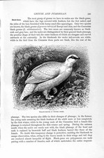 Original Old Antique Print Black Game Natural History 1895 Willow Grouse Bird