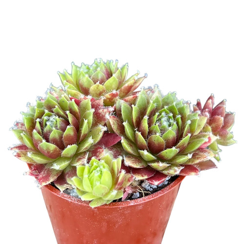 Sempervivum heigham red - sempervivum,