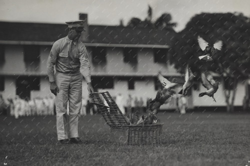 Carrier pigeons panama - carrier,