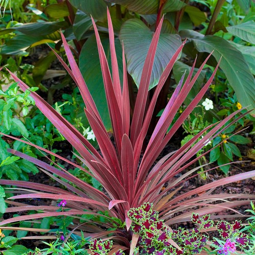 Cordyline australis torbay red - cordyline,