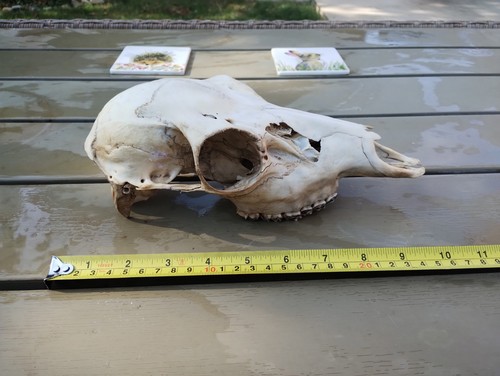 Fallow deer bones for - bones,