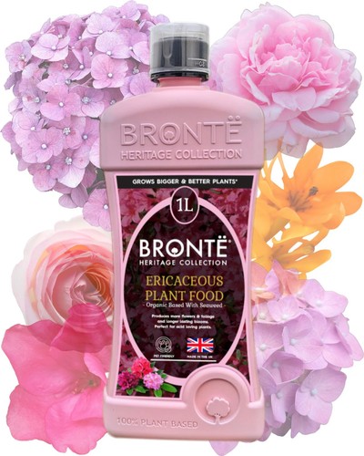 Bronte ericaceous plant - ericaceous, food