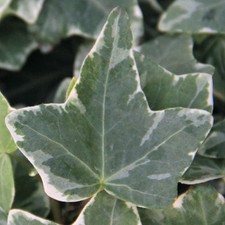 Hedera helix glacier ivy - glacier,