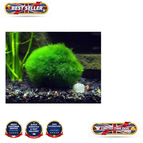 Giant 5 inch marimo - 1.5-2.5,