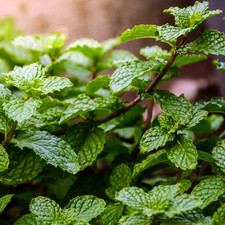 x3 Mint 'Garden Mint' Plug