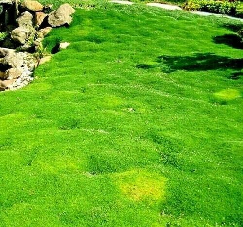 Irish moss 1000 - irish, |