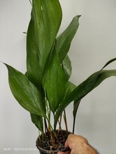 Aspidistra Elatior 'HOSHI