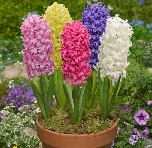 Prepared hyacinth bulbs indoor - prepared,