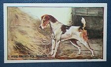 WIRE HAIRED FOX TERRIER