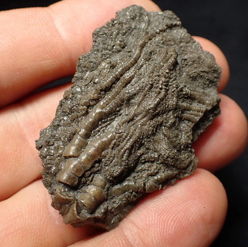 Detailed crinoid head - 3d,