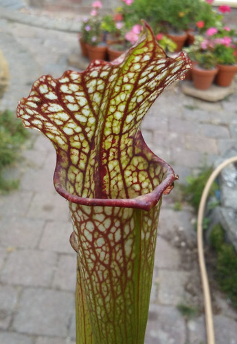 Sarracenia lancaster and - x,