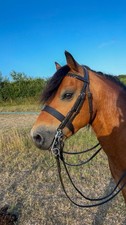 Vortex Small Pony Showman Bridle with Reins