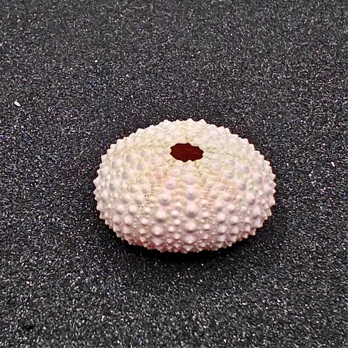 Hermit crab shells homes - hermit,