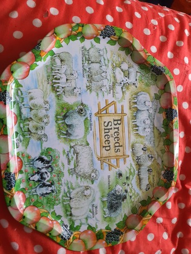 Vintage breeds sheep tin - vintage,