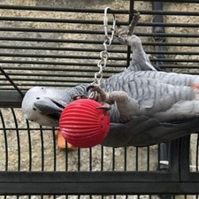 BIRDY BABBLE BALL HANGING CAGE TALKING TRAINER PARROT AMAZON AFRICAN GREY TOY 