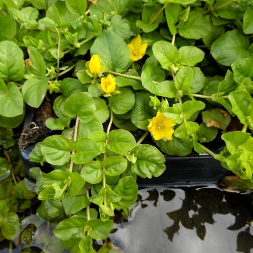 Clump creeping jenny - clump,