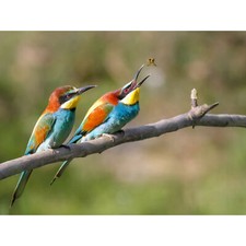 Dalous Pair European Bee-eater