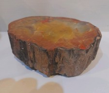 Polished Petrified Fossil Wood Log  Millions of years old weight 880g