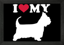 Australian Silky Terrier