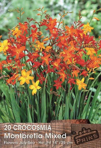 Crocosmia mixed summer - crocosmia,