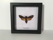 Death's-head Hawk-moth in Box