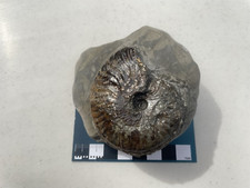 Pseudolioceras sp. Jurassic