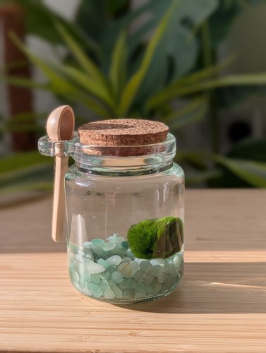 Marimo moss ball - in, a
