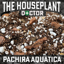 PACHIRA AQUATICA Potting Mix