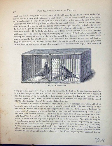 Original old antique - old, print