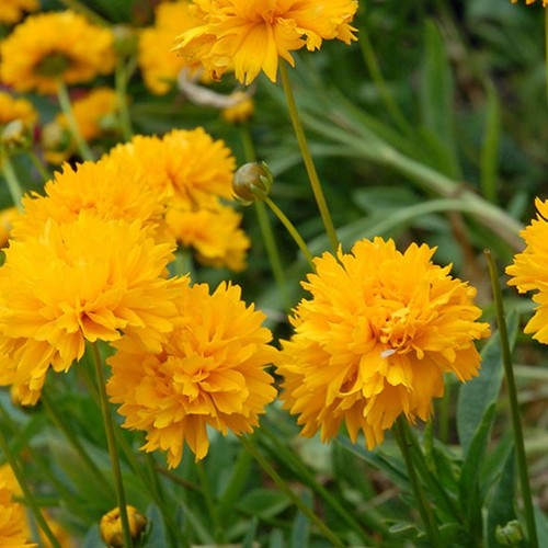 9cm plant coreopsis - 2,