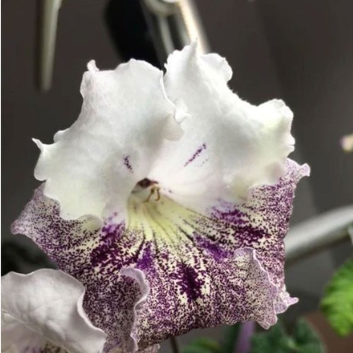 Streptocarpus milky - streptocarpus, ua-milky