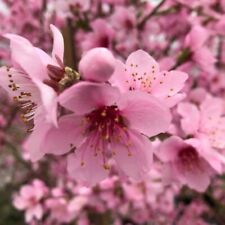 Peach Saturne Flat Peach