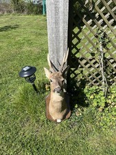 Roebuck Shoulder Mount