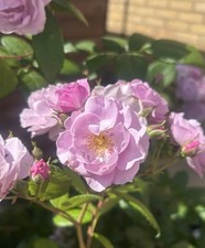 LILAC BOUQUET - 4Ltr POTTED Pink  Rambling Rose