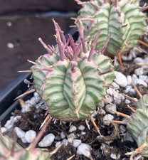 Euphorbia Meloformis