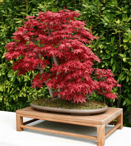 Bonsai acer palmatum - 100, seeds