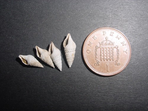 Bartonian eocene crassispira - eocene,