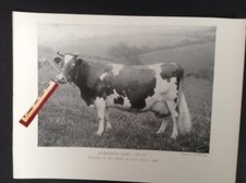 GUERNSEY COW, " FI FI "