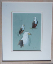 Studies of Fish Eagle, Ulusaba