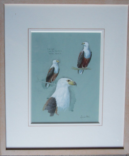 Studies fish eagle - studies, eagle,