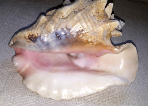 Vintage queen conch shell - vintage,