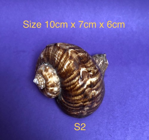 Long life latex - latex, mould