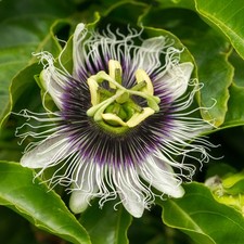Passiflora edulis 'Frederick'