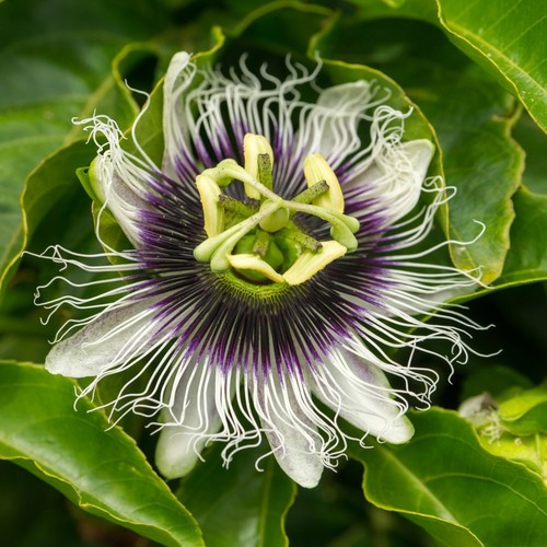 Passiflora edulis frederick - edulis, 'frederick'